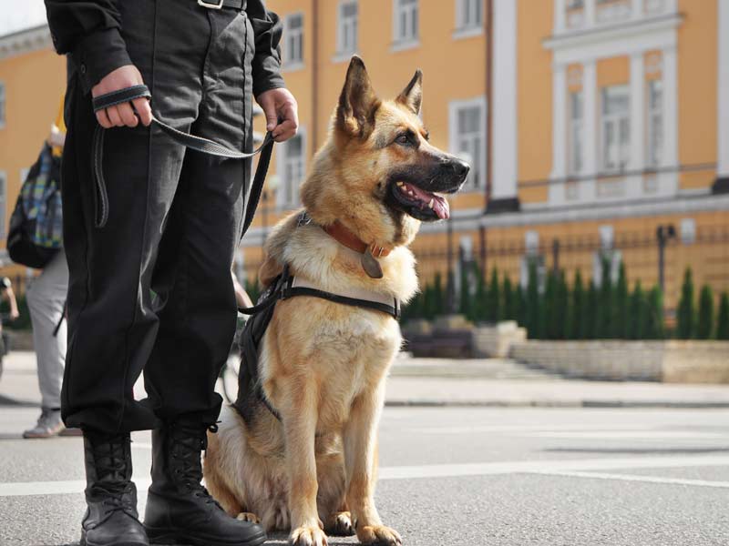 k9-patrol-dog.jpg